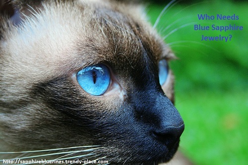 Cat with Sapphire Blue Eyes